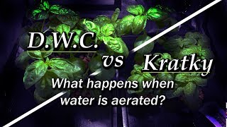 Kratky vs DWC  Aeration vs No Aeration Hydroponic Basil Part 1 [upl. by Rockafellow]