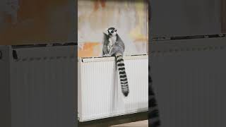 Lemur catta on radiator [upl. by Katsuyama]