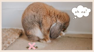 THE Rabbit Potty Training Video [upl. by Silletram231]