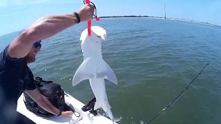 Shark fishing in Charleston SC [upl. by Amelita]