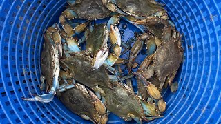 5324 river park Pascagoula ms call a few monsters bluecrab crab [upl. by Indnahc]