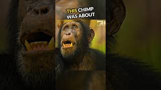 What Happened To This Chimp Will Shock You😱 [upl. by Punak]