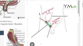 Inguinal Canal GIT مراجعة اناتومي [upl. by Shriner]