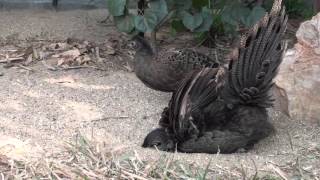 Mating time of the Malayan Peacock Pheasants [upl. by Yelserp186]