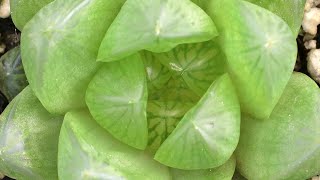 HAWORTHIA CYMBIFORMIS Succulent UK PLANT MOM [upl. by Ahsiel]