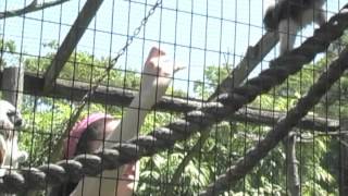 Training Cotton Top Tamarins [upl. by Estus249]