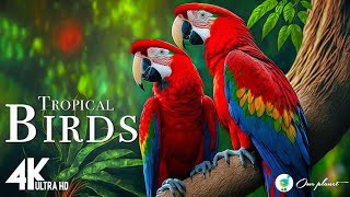 The Secret Lives of Exotic Birds Parrots Toucans and More National Park  Film [upl. by Lashondra]