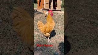 Rooster Song  This is Pancho 4 months old Buff Orpington Rooster rooster [upl. by Aynekat]