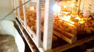 CHICKEN BROODER 2 [upl. by Oel]