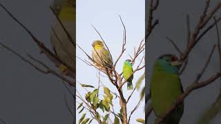 Yellow Footed Green Pigeon amp Blue Throated barbet sunbath yellowfootedgreenpigeon barbet birds [upl. by Enaasiali692]