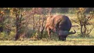 impressive cape buffalo in Kruger [upl. by Niko928]