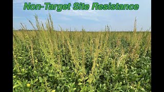 The Difference Between TargetSite and NonTargetSite Herbicide Resistance [upl. by Vijar]