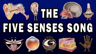 THE FIVE SENSES SONG [upl. by Dnaltruoc911]