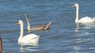 Swans on the Black Sea at Mangalia Beach Romania [upl. by Cheatham]