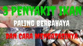 CARA MUDAH MENGATASI PENYAKIT PALING BERBAHAYA PADA IKAN NILA [upl. by Oloap]