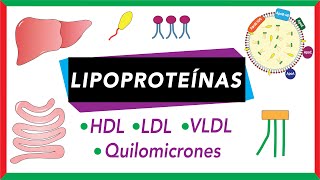 Lipoproteínas Quilomicrones VLDL LDL y HDL Transporte de lípidos [upl. by Gall]