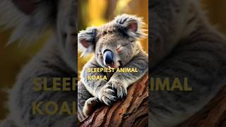 koalas🐨 facts  koala koalabears sleepy animals animalfacts [upl. by Elyse]