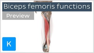 Functions of the biceps femoris muscle preview  Human 3D Anatomy  Kenhub [upl. by Noroj]