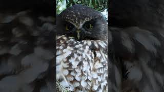 New Zealand Owl the Ruru or Morepork Closeup birds nature birdsounds [upl. by Erdnoid]