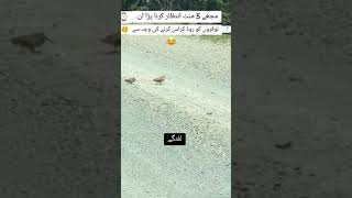 The Lafangey Birds 🐦🐦MazakMain YouTube funnyshorts newreel naveedck [upl. by Smail]