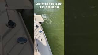 Redfish on Chokoloskee Island inslot  22” redfish fishing backcountryfishing florida [upl. by Gray]