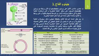 Lysogenic cycle in Lambda phage دورة الكمون في الفاج لامبدا [upl. by Farhsa]