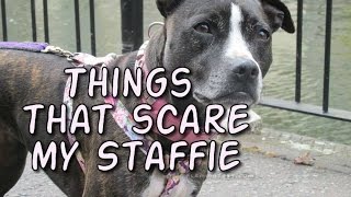 THINGS THAT SCARE MY STAFFIE [upl. by Nimajaneb171]