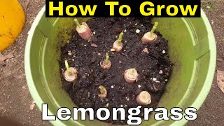 How to Grow Lemon Grass from storebought lemon grass stem [upl. by Ecikram]