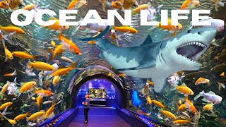 Ocean Life at New York Aquarium  4K UHD Adventure [upl. by Odnalref]