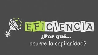 ¿POR QUÉ OCURRE LA CAPILARIDAD Tensión Capilar Menisco Fuerzas Cohesión Fuerzas Adhesión Ley Jurín [upl. by Glassco]