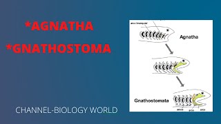 Agnatha and Gnathostomata  Agnathostomata and Gnathostomata  Agnatha  Gnathostomata [upl. by Rosemary]