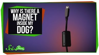 Why Is There a Magnet Inside My Dog [upl. by Beryle]