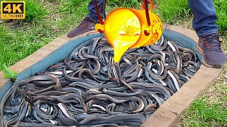 Experiment LAVA vs 860 Volt ELECTRIC EELS in Pool [upl. by Landau]