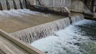 Salmon Jump at Fishtown Dam Leeland  Michigan 100324 [upl. by Dymoke644]