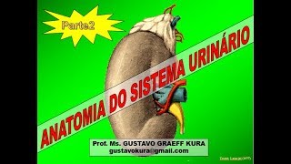 Anatomia do sistema urinário  parte 2 [upl. by Ettenajna610]