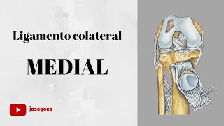 Ligamento colateral medial [upl. by Zosi]