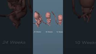 developing baby from foetus anatomy biology mbbsanatomy uterus [upl. by Ranit]