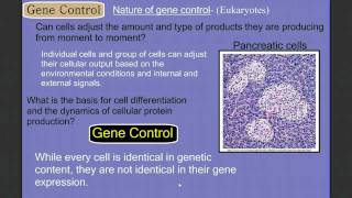 Gene Control Part 1 Eukaryotes [upl. by Davidde]