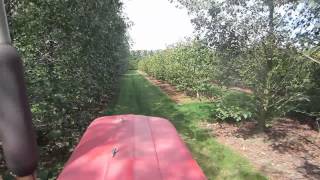 Homebush Hazelnuts New Zealand Harvest 2013  2014 [upl. by Ellenwad]