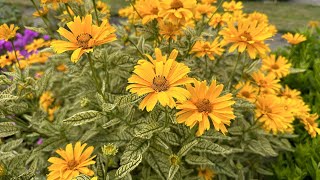 Heliopsis Sunstruck false sunflower  FarmerGracycouk [upl. by Niklaus878]