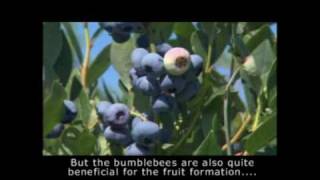 Pollination with Koppert bumblebees in blueberries [upl. by Redle]