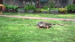 Grüner Leguan mit Hund [upl. by Anitra824]