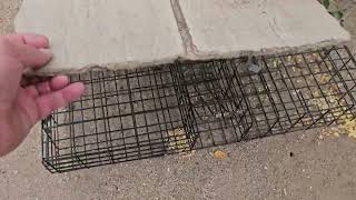 Squirrelinator trap is the best on the market [upl. by Bhatt]