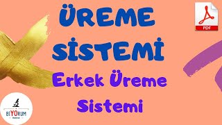 Üreme Sistemi1 I Erkek Üreme Sistemi I Spermatogenez [upl. by Myers599]