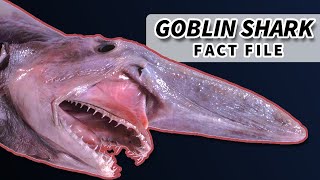 Goblin Shark Facts Nightmare of the Deep  Animal Fact Files [upl. by Ynattyrb147]