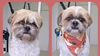 Viens découvrir le toilettage  Shih tzu 🐾 [upl. by Fleurette213]