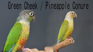 Green cheek pineapple conure [upl. by Wetzel570]