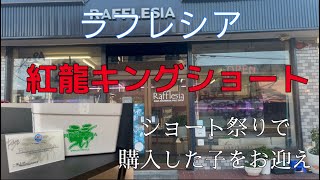 2024210【アロワナ】15年振りの夢が叶った！ラフレシアさんでアロワナ購入！お迎えに行く！ [upl. by Nairred]