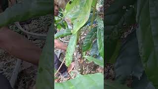 Pruning A Cacao Tree [upl. by Katz]