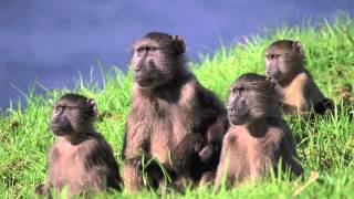 Baboon Sounds [upl. by Aracahs650]